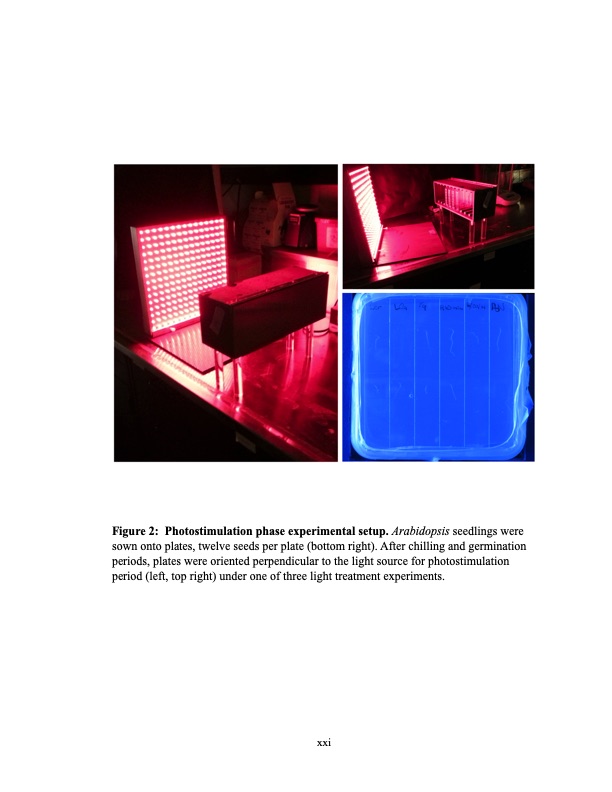 effects-red-light-on-blue-light-based-phototropism-021