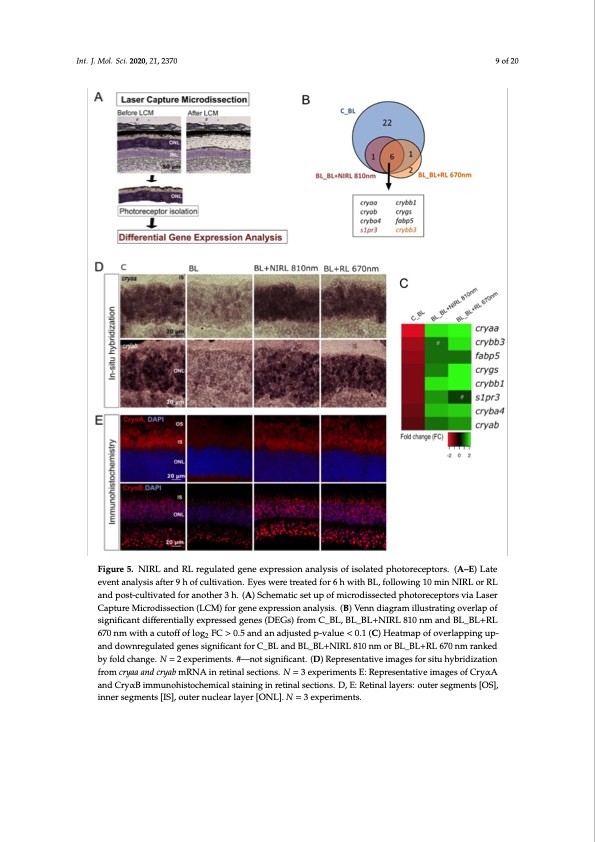 photobiomodulation-mediates-neuroprotection-against-retinal-009